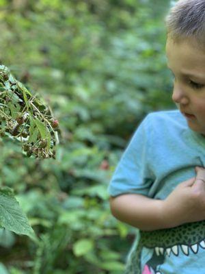 Wild raspberries. (No, we didn't eat them just in case).