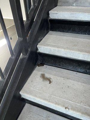 New, old, crumpled poop throughout the stairwells.