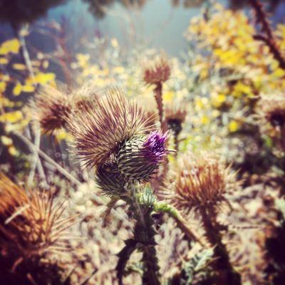 Thistle