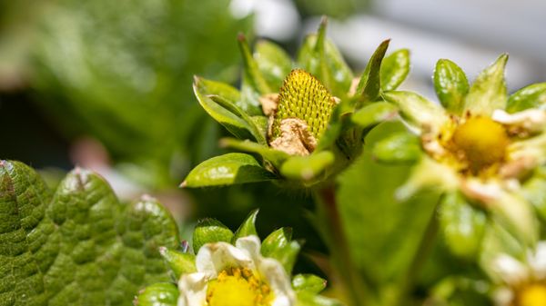 2021 Strawberry Picking at Gizdich Ranch