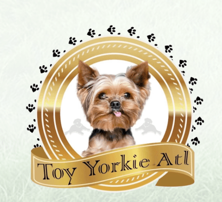 Toy yorkies atl