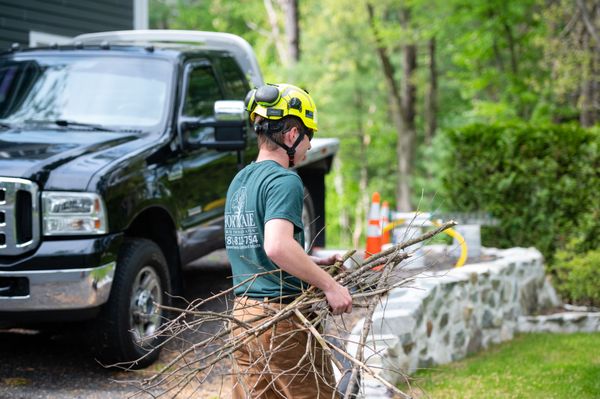 Horticare Tree Preservation