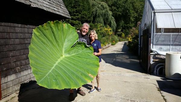 Giant leaf at Brookside Gardens in D.C.