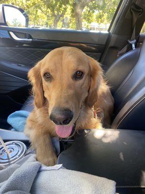 Our pup Gigi feeling happy and tired on her way home from Paw Hills.