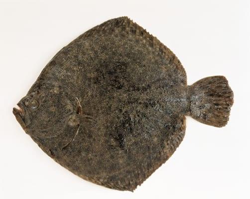 Turbot is an incredibly versatile and extremely flavorful fish!