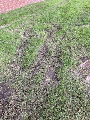 Lawn damage from mower wheels caused by mowing in rain.