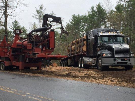 Loading white pine logs on a trailer