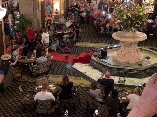 Ducks marching down the red carpet to the pond in the Peabody Hotel