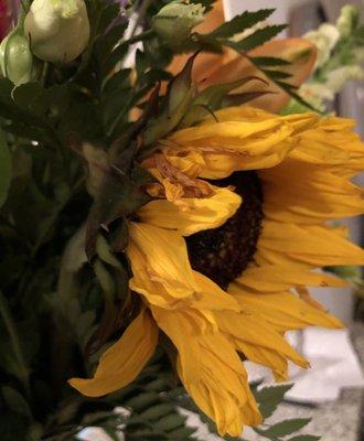 Dried up sunflowers were delivered