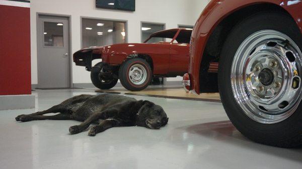 Our office manager Buddy guarding the classics!!!