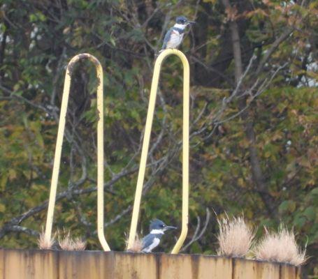 Pair of Kingfishers