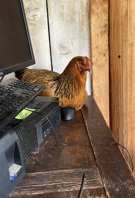 Chicken at checkout absolutely made my day!