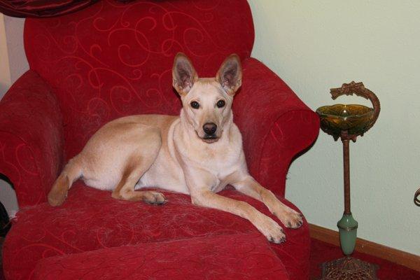 My Dingo, RickyBobby actually enjoyed his visits to Foxtail Pines Veterinary Hospital when he was feeling miserably sick.