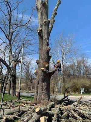 T & J Tree Services