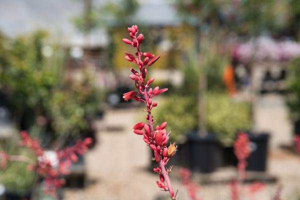 Tropical Hesperaloe