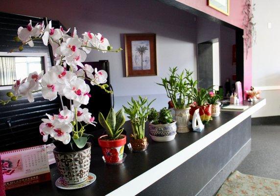 Our plants are both beautiful and air purifying to calm our clients.