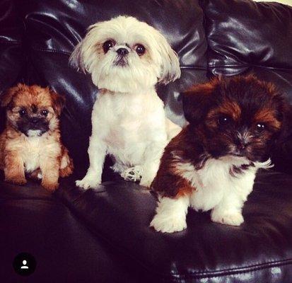 My  Shih Tzu Luviii and her daughters Phoenix & Isis by a Yorki named Bentley