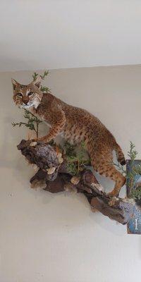 Cameron's Bobcat