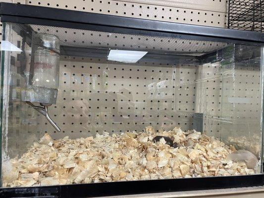 4 mice. no food, no price tag, no house, no toys. top shelf corner of the store.