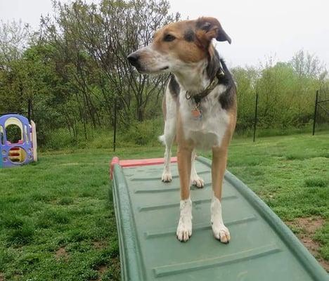 Country Comfort Kennels & Camp