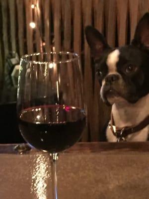 This little doggie wants to taste the wine too.