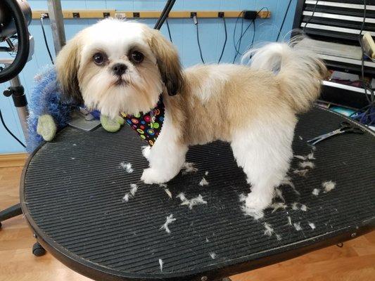 Groomed at wag-n-tails!