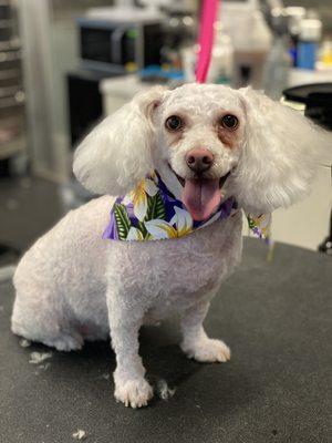 Groom by our West Coast Grooming Academy students!