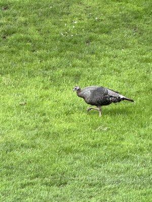 Oregon Turkey