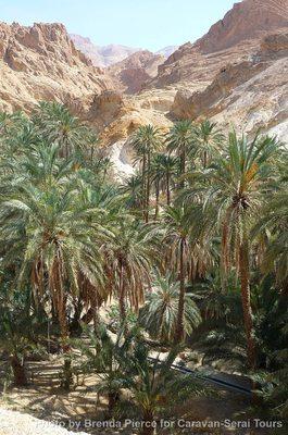 Oasis of Chebika -- in Tunisia