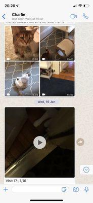 Charlie's updates on my cats via Whatsapp