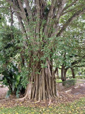 Love the banyan tree in the lot