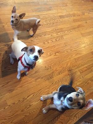 Sophie, Higgins and Georgia sitting nice...