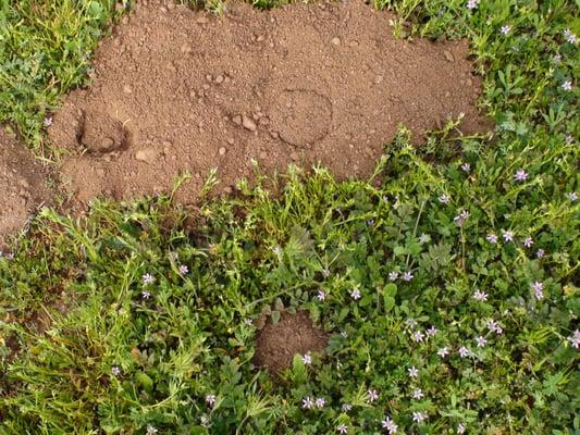 gophers are an ever present pest, especially when you live near a canyon, hillside or parkland.