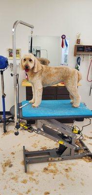 Connect with best pet grooming Fort Wayne service