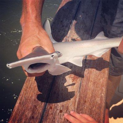 Baby bonnethead shark