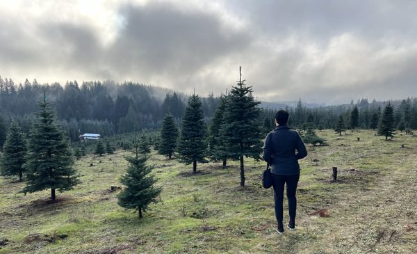 A lady looking at a tree