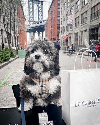 Eating macaroons from Bonnie et Flou on Washington Street