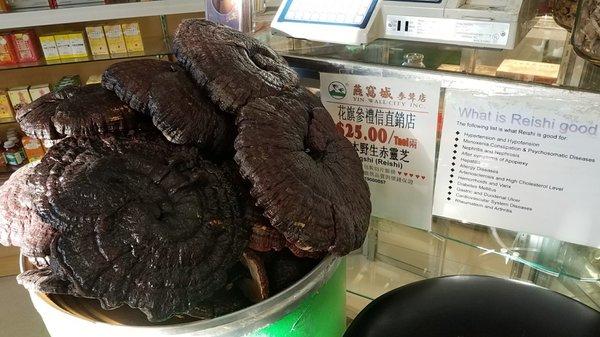 Premium reishi at $25 per Chinese ounce 灵芝$25一两