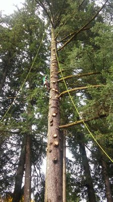 Big Fir Tree Removal