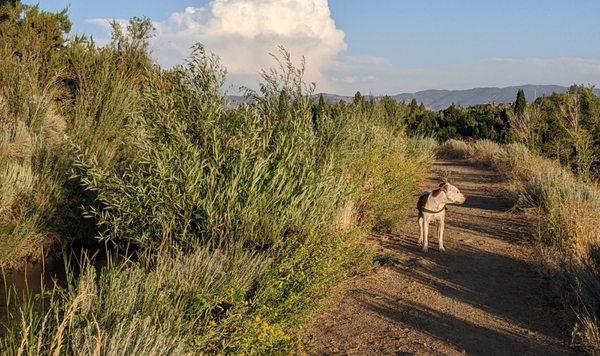 Steamboat Ditch Trail