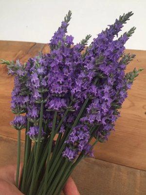 Sensational Lavender