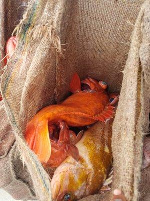 1/2 full sacks of rockfish