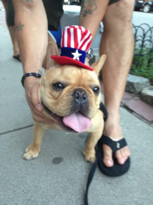 Frankie strutting on the 4th of July!