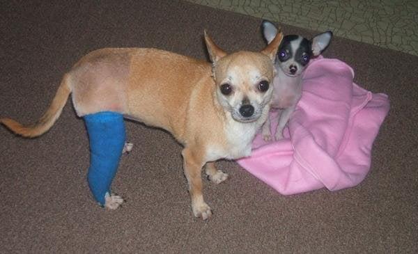 Dubie post-op knee surgery