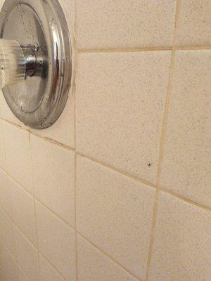 Ants on shower wall.