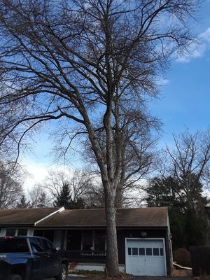 tree in cherry hill in middle of driveway but look I gotta grind stump