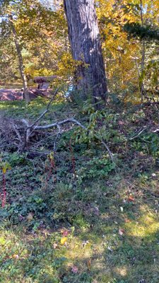 Branches left behind