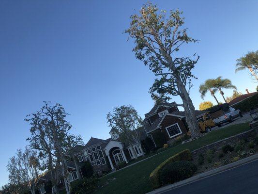 Sycamore trees reduced before the fall