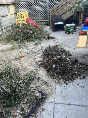 Backyard clean up and removal