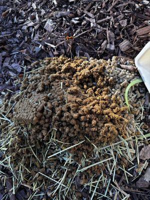 This is how much waste and litter was in his toilet. This rabbit is used to having it changed daily.